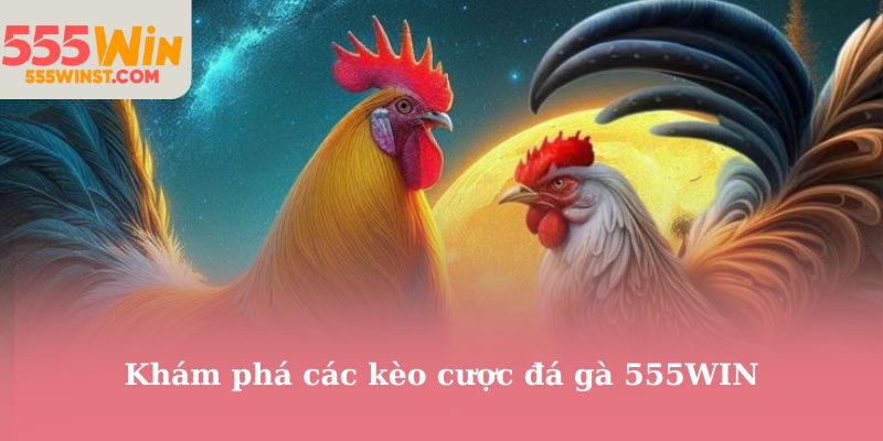 Khám phá các kèo cược đá gà 555WIN