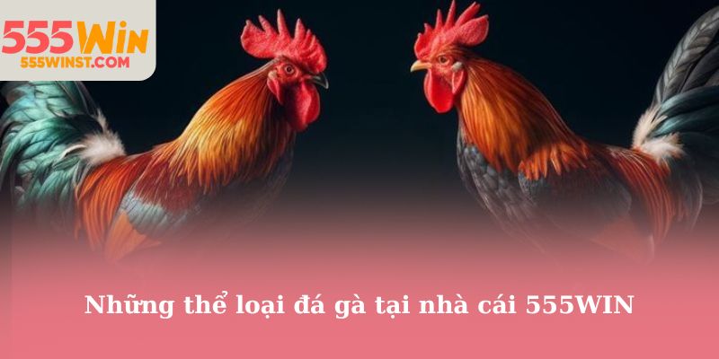 Những thể loại đá gà tại nhà cái 555WIN